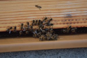 Parrainez des abeilles Uibie
