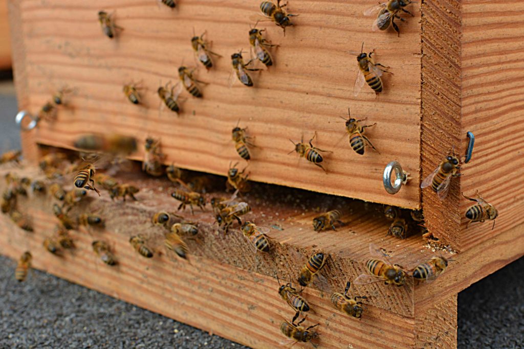 Uibie apiculture Caen
