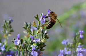 apiculteur Normandie