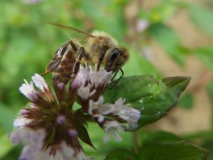 abeilles et fleurs