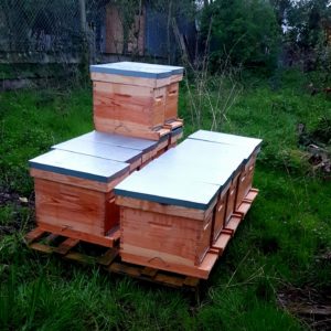 hiver apiculture